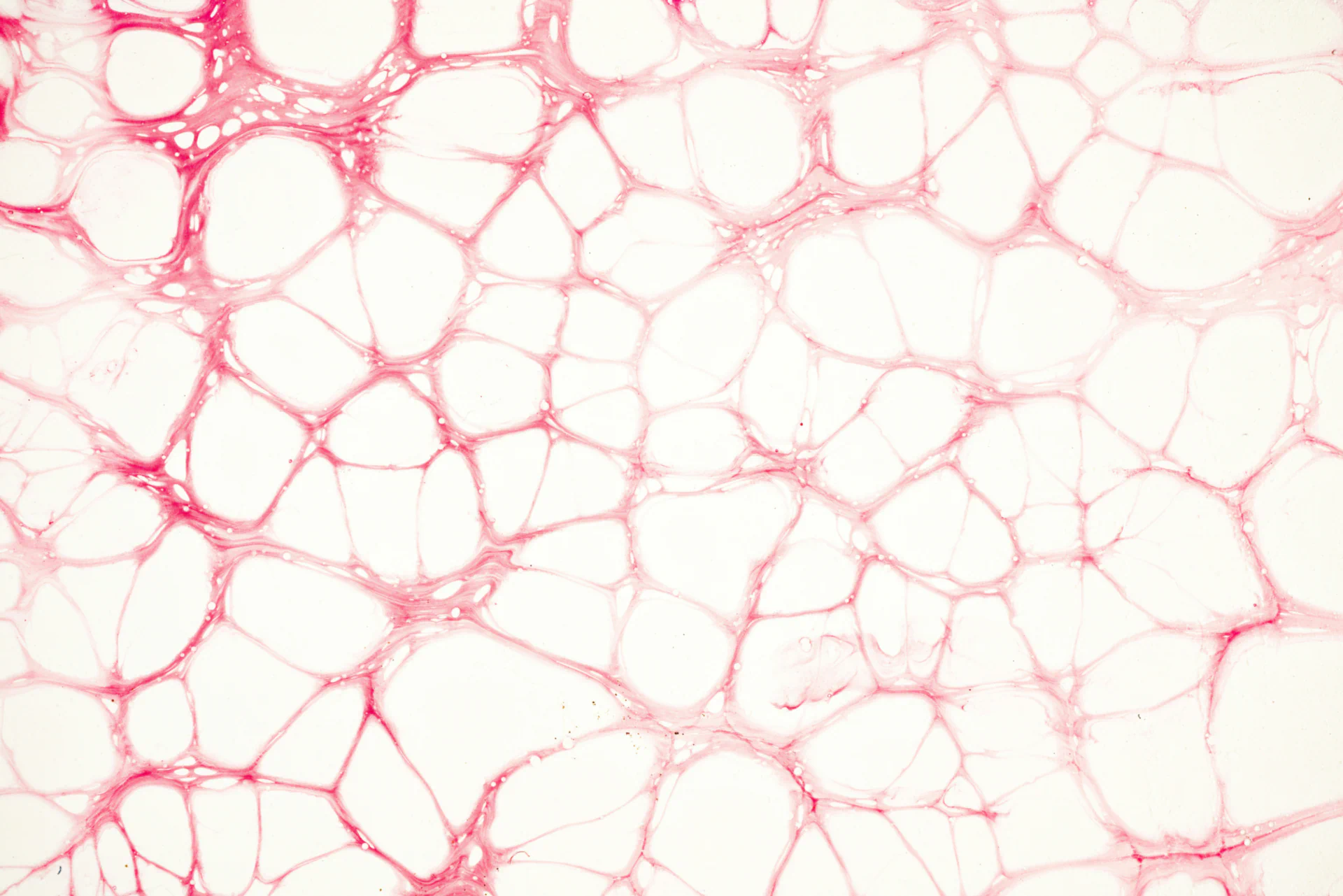 Kolageno tripeptidai